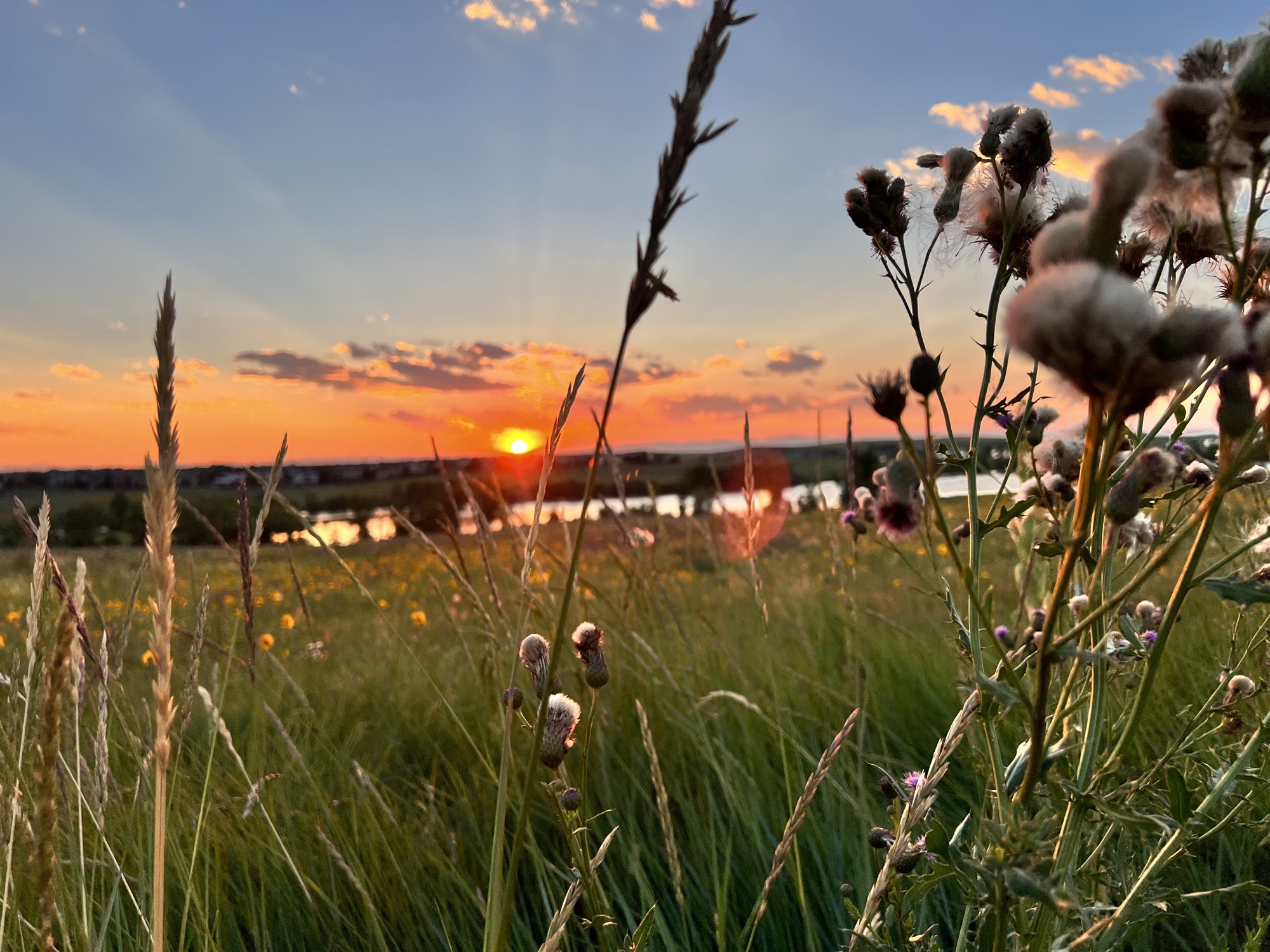 Colorado sunset over a wildflower meadow